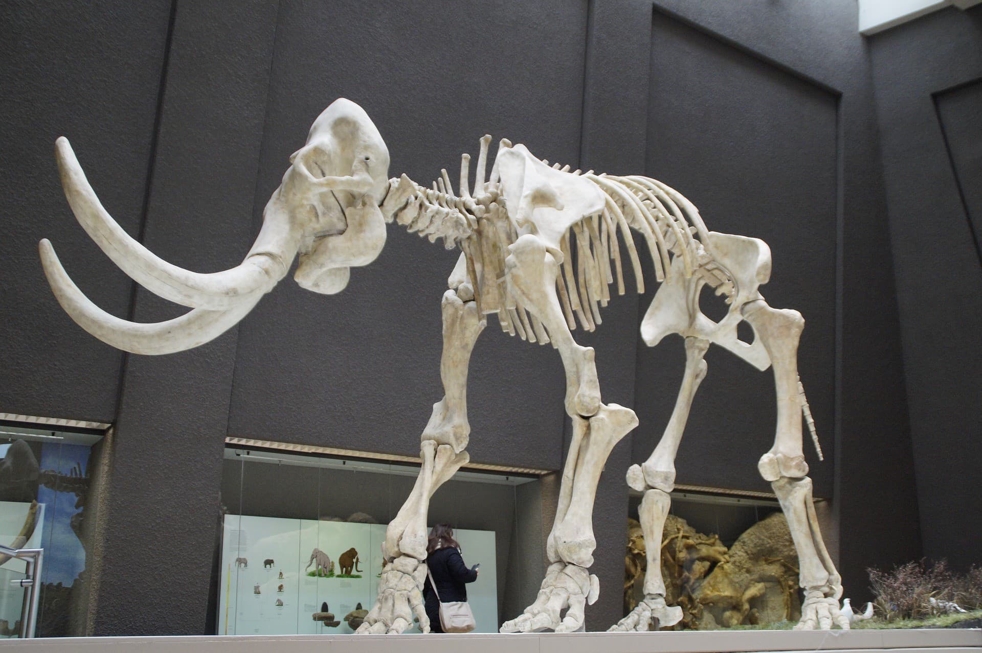 The image is of a mammoth skeleton displayed in a museum. The skeleton is that of a mammal, showcasing the bones and structure of the animal.