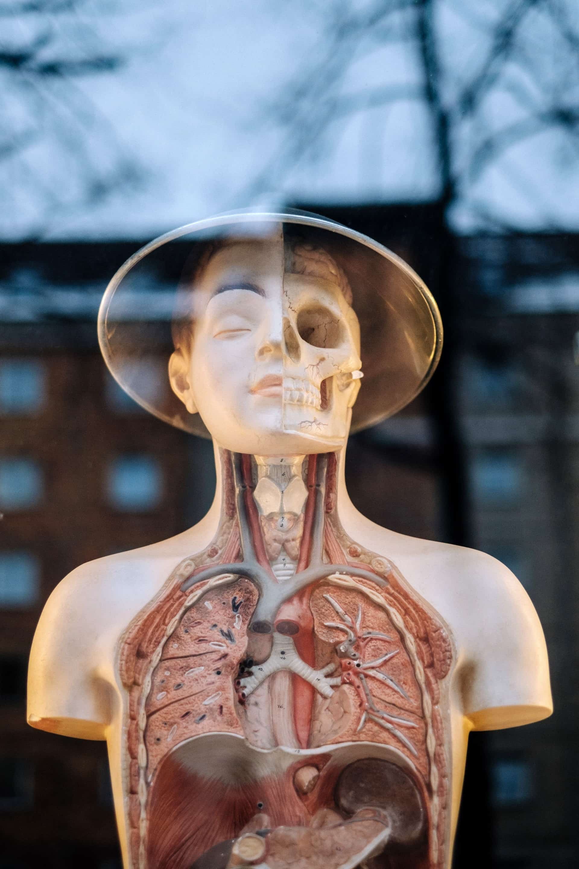 Mannequin displaying the human skeleton and organs displayed in window